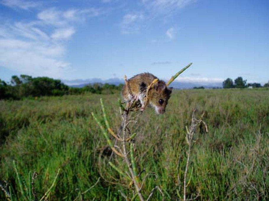 Salt marsh harvest mouse