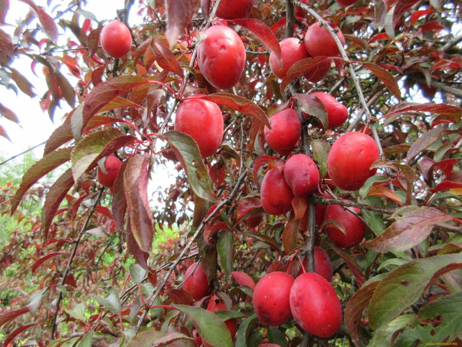 Шарафуга описание и фото отзывы