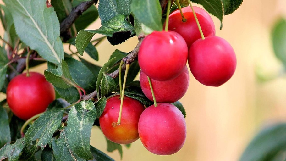 Алыча дичка красная