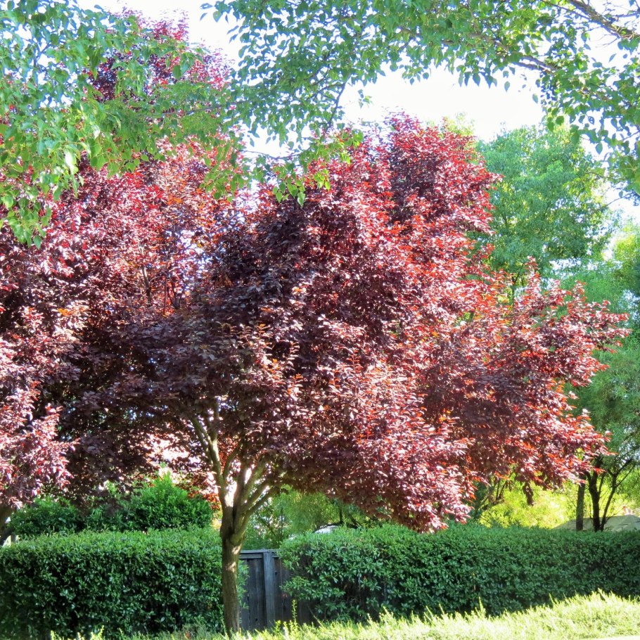 Алыча новинка