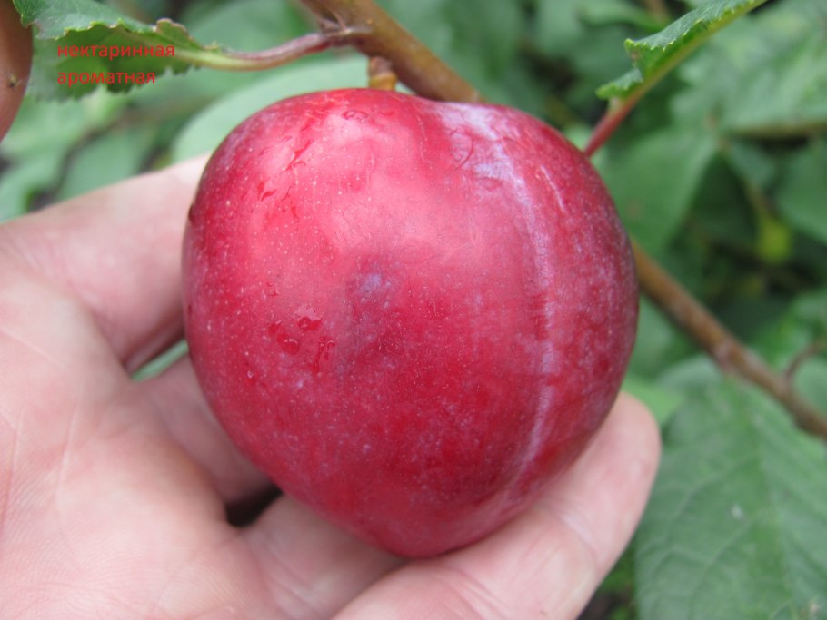 Алыча красная фото