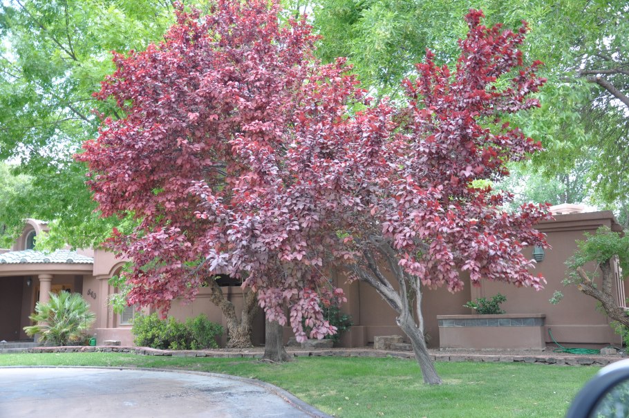 Алыча Сливовидная