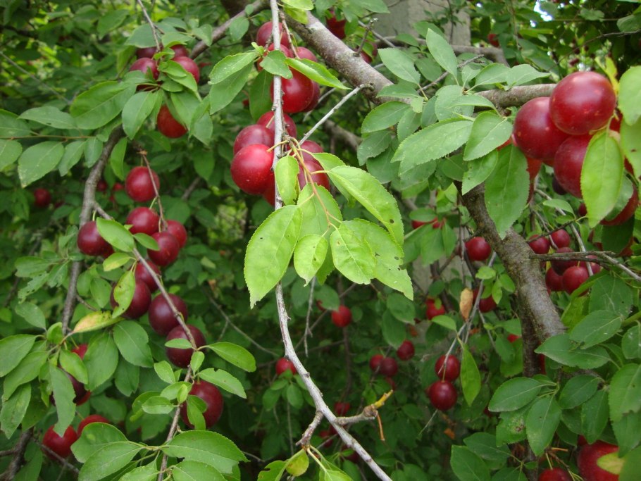 Слива колоновидная Империал