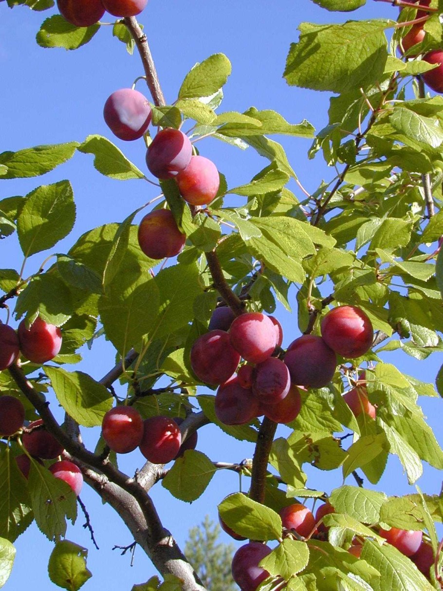 Алыча Чернушка