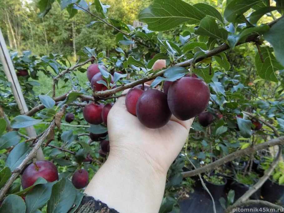 Слива алыча красная