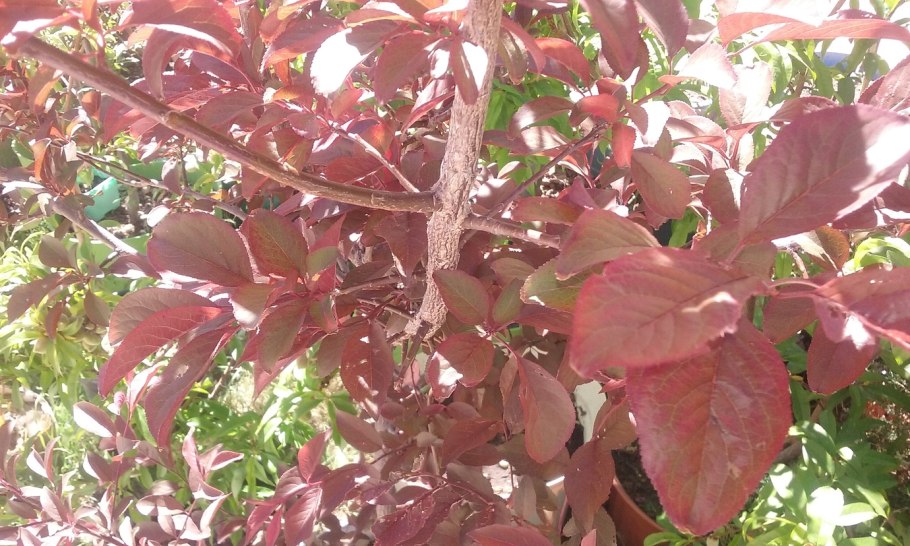 Алыча колоновидная Еремина