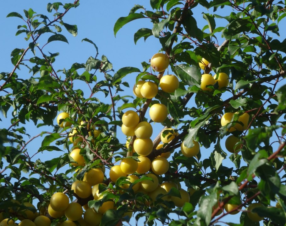 Слива Амерс