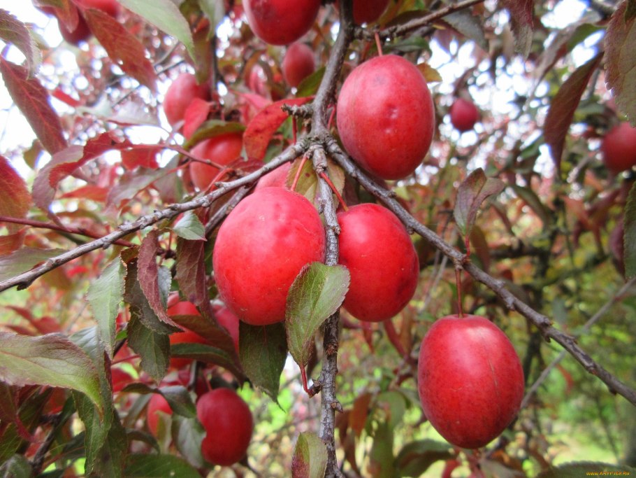 Слива скороспелка красная