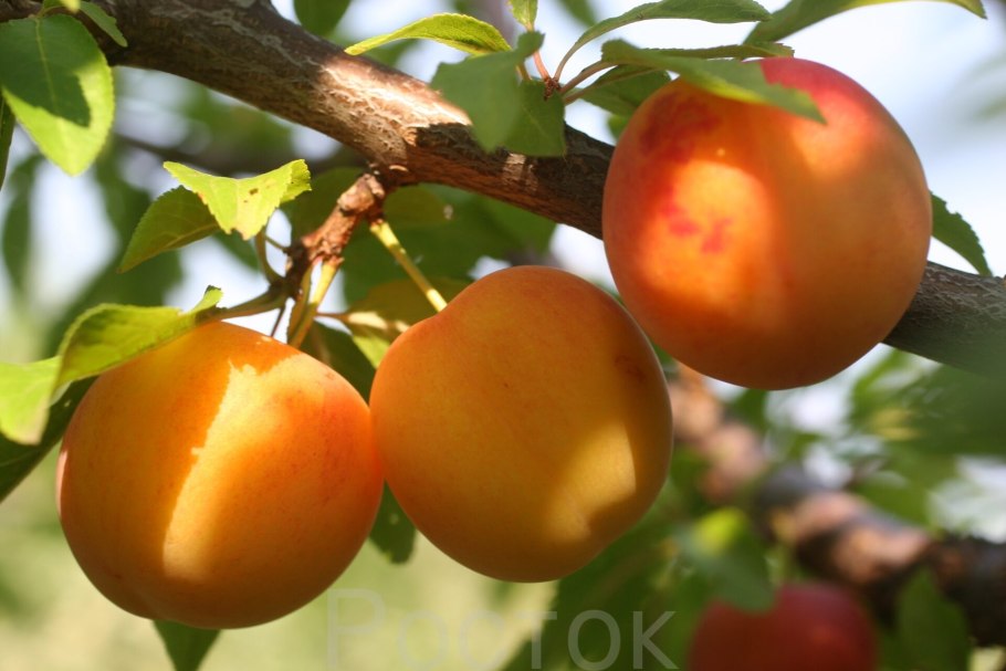 Алычу (Prunus cerasifera)