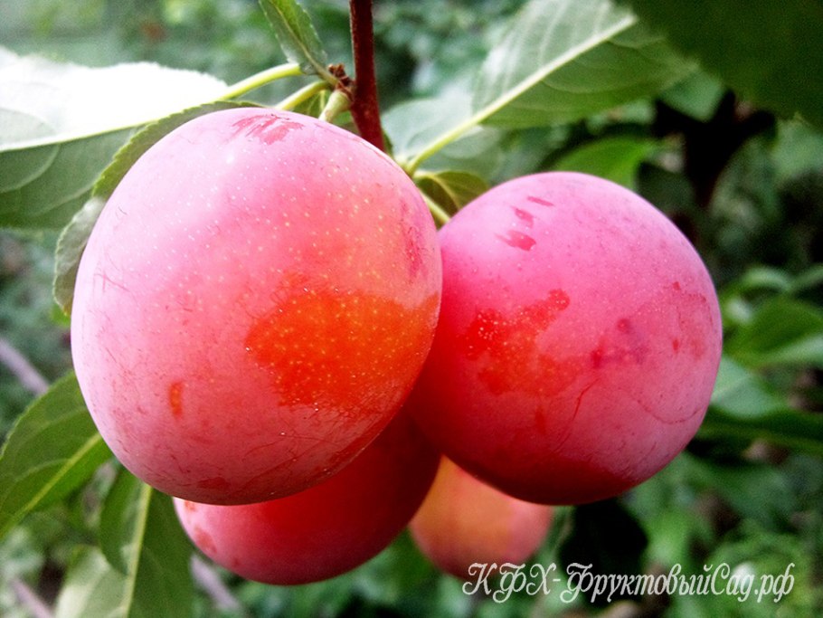 Алыча гибридная "Сигма" Prunus cerasifera
