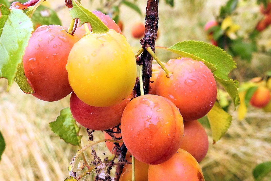 Черемуха краснолистная