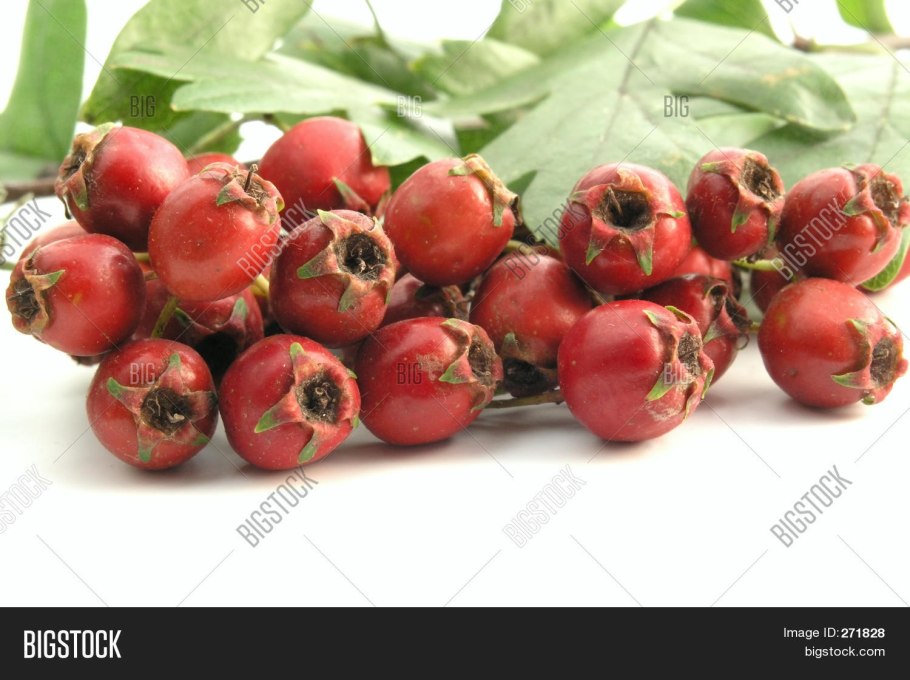 Ветка боярышника на белом фоне