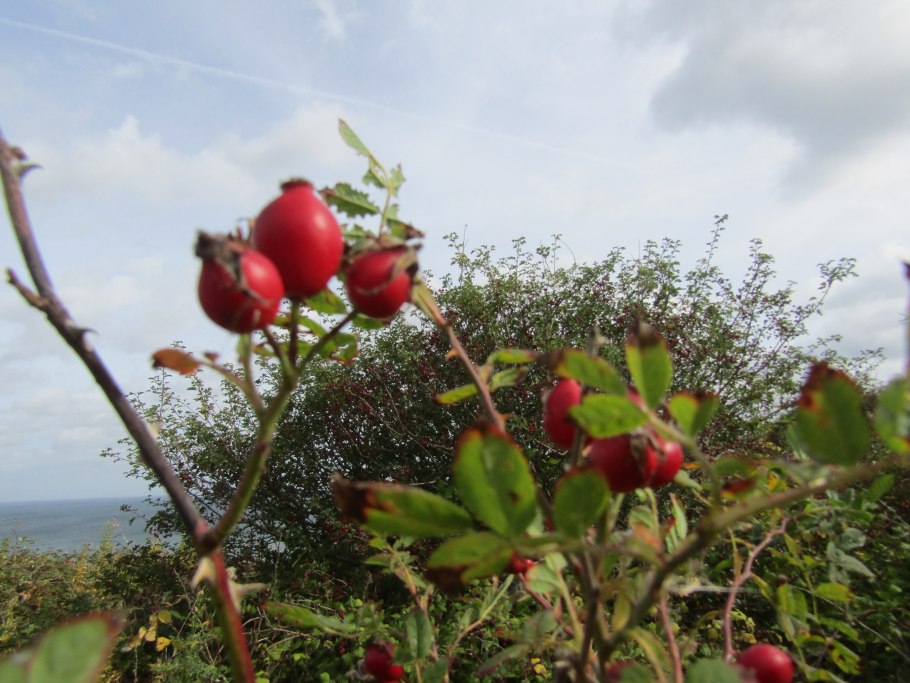 Шиповник с гвоздикой