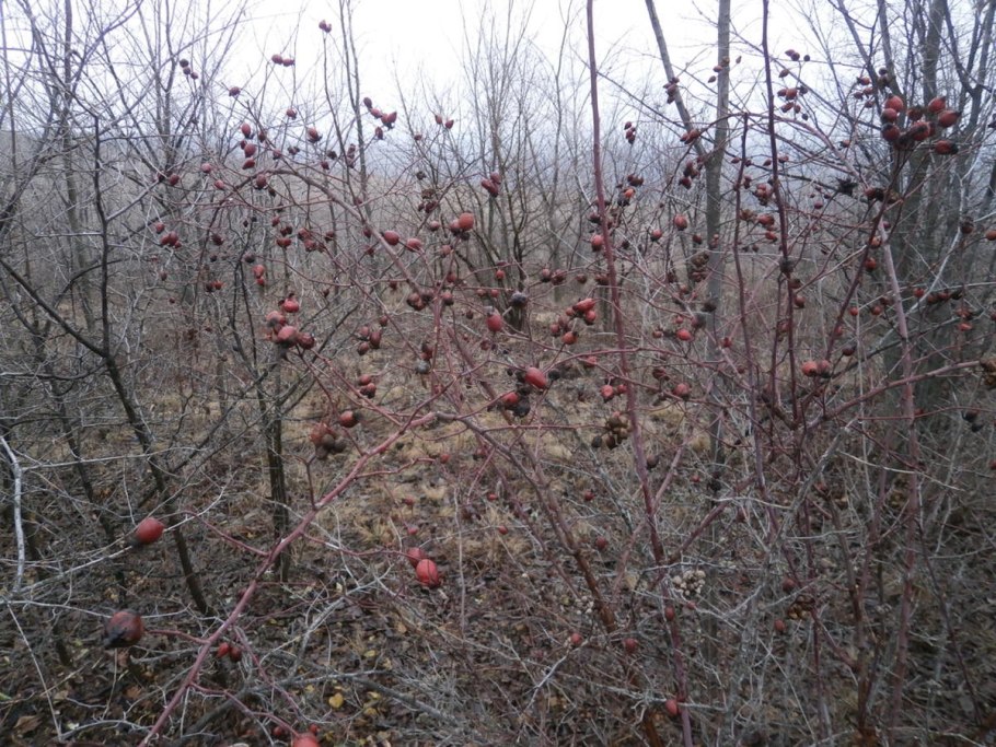 Шиповник и боярышник