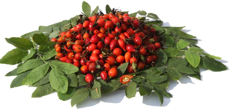 Плоды шиповника и боярышника