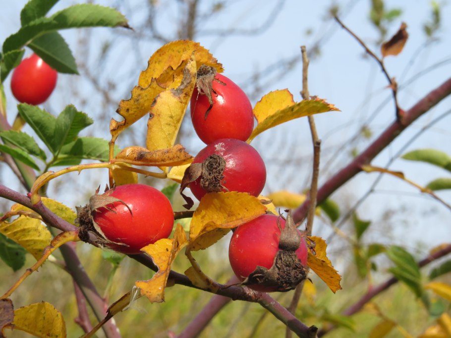 Боярышник шиповниковый