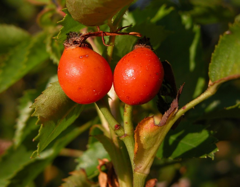 Шиповник беременная