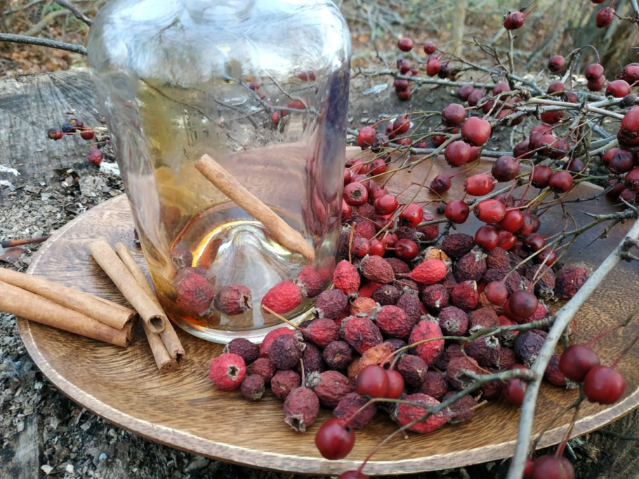 Шиповник вечнозелёный