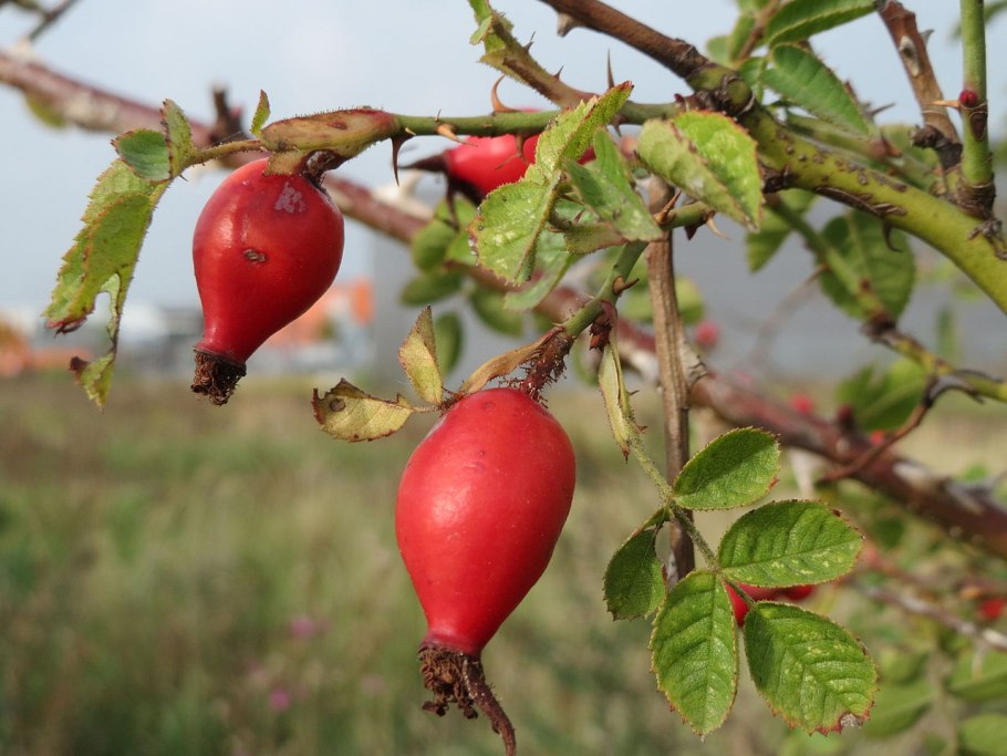 517 Rose Hip