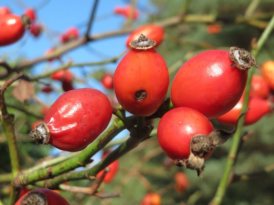 Шиповник Даурский ЛРС