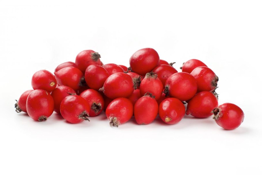 Ветка с красными ягодами название