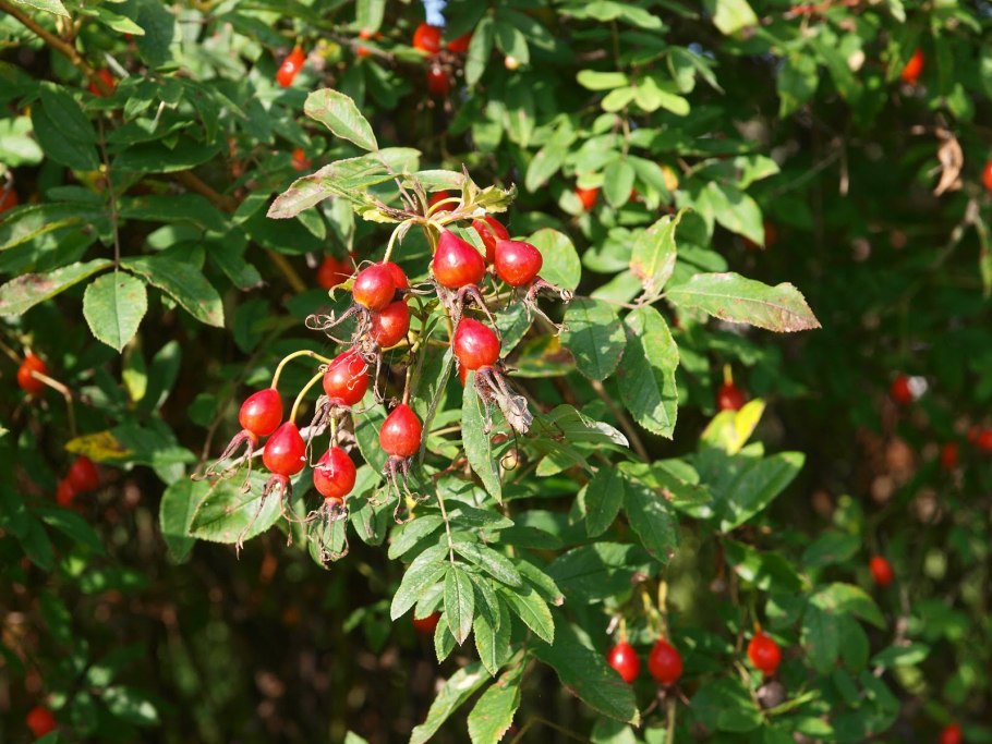 Шиповник боярышник рябина
