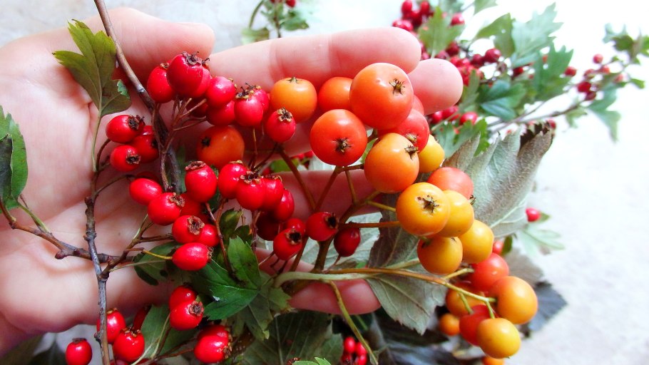 Боярышник Калина облепиха