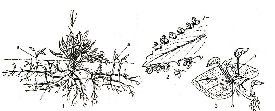 Фузариум схема