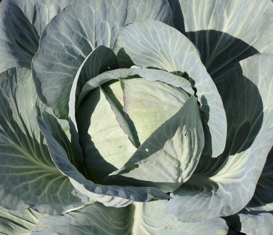 Стадии развития томата