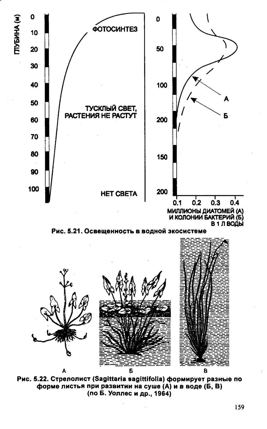 Схема подкормок капусты белокочанной