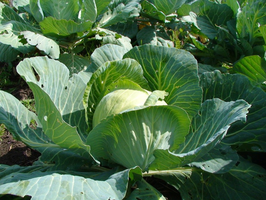 Схема посадки капусты Ларсия