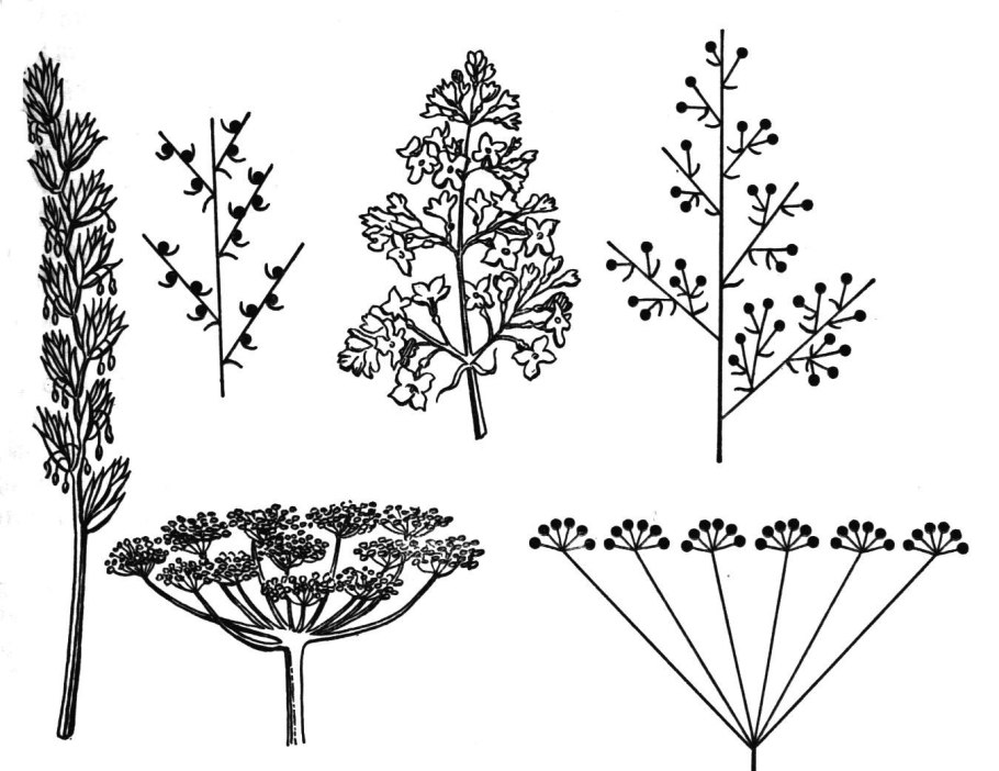 Моноподиальные соцветия