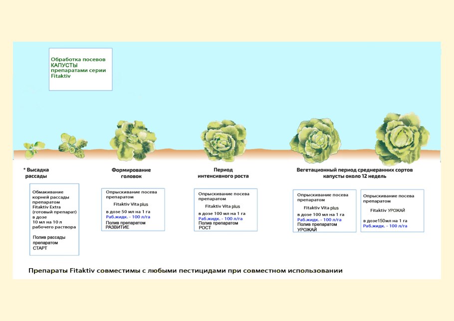 Фазы развития капусты белокочанной