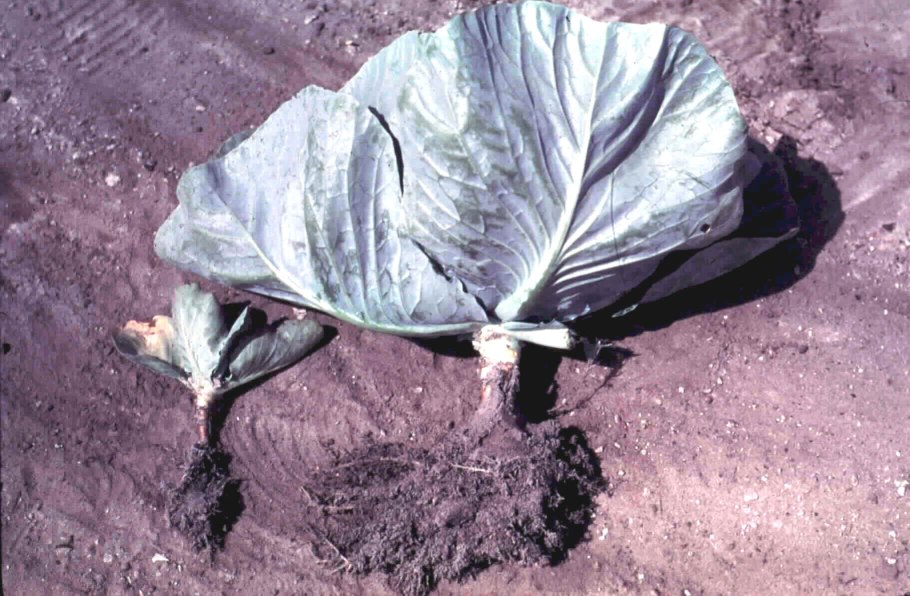 Горчица растение какие бывают виды