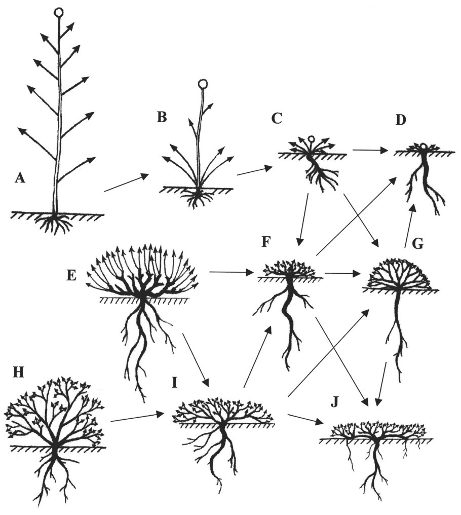 Корневая система плодовых деревьев