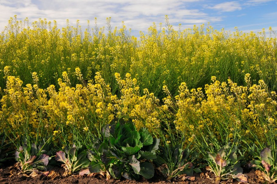 Полив капусты