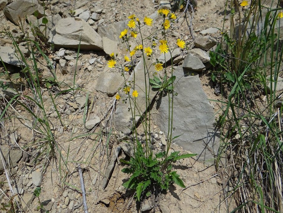 Надземные части травянистых растений