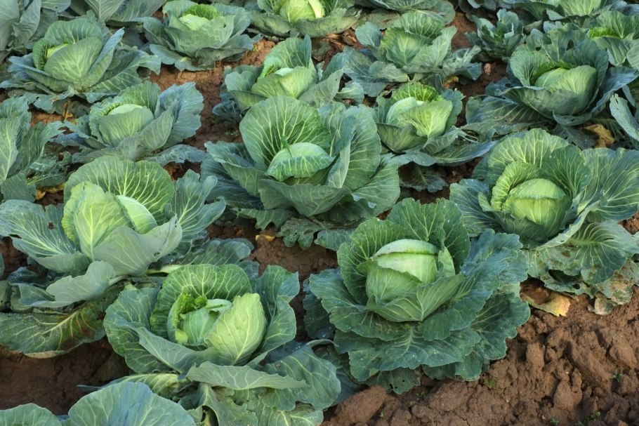 Капуста белокочанная Доминанта