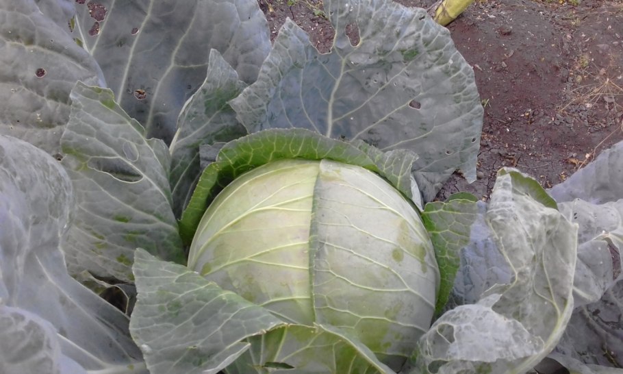 Онтогенез древесных растений