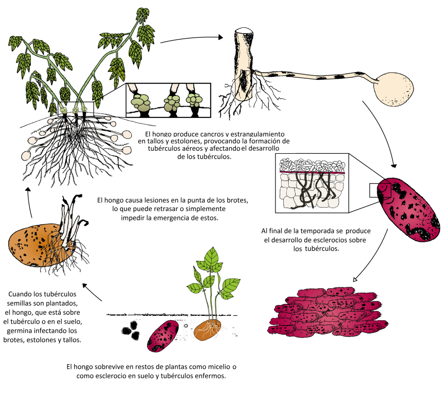 Искусственный отбор капусты
