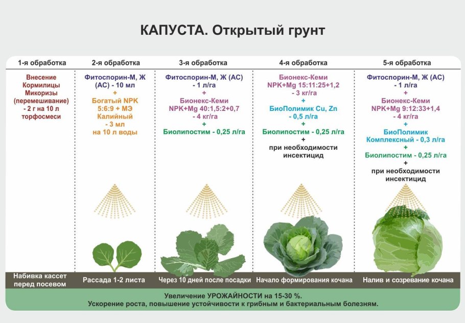 Цветение капусты белокочанной