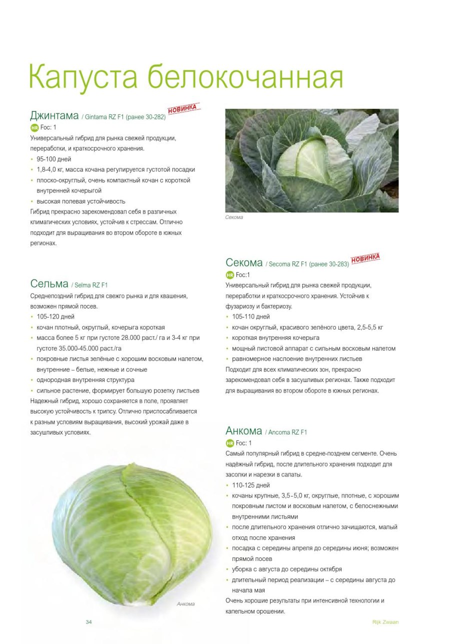 Щитковидная кисть соцветие