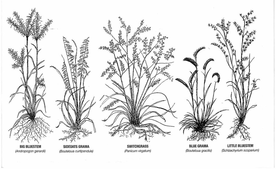 Растения разных жизненных форм