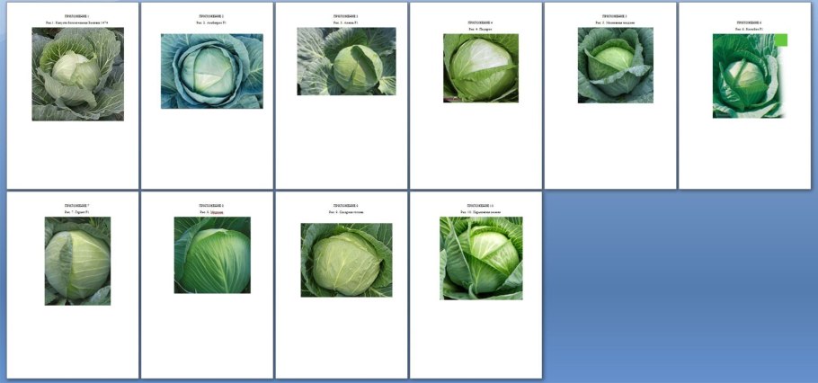 Розеточная форма растений