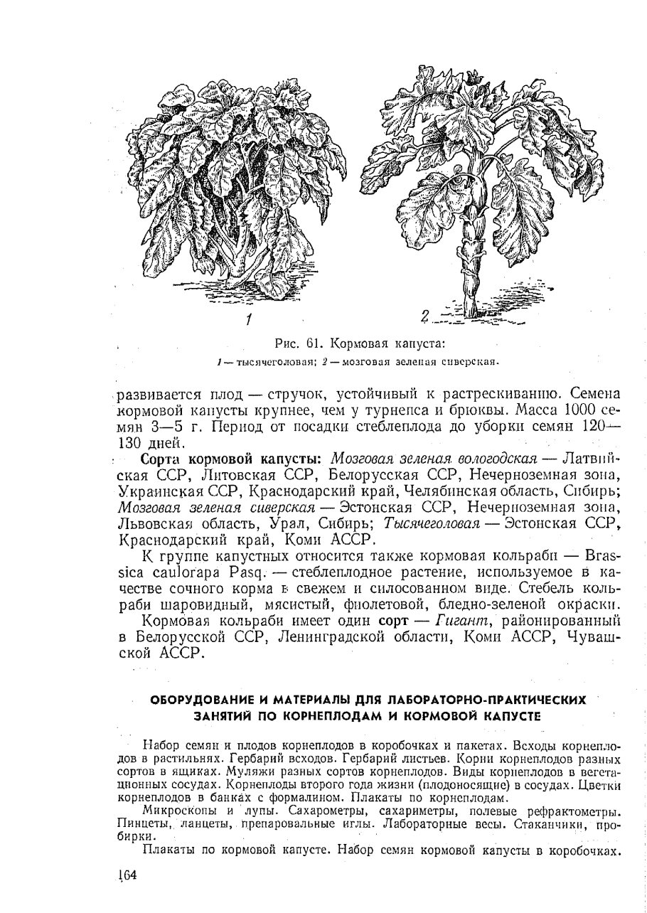 Классификация капусты белокочанной