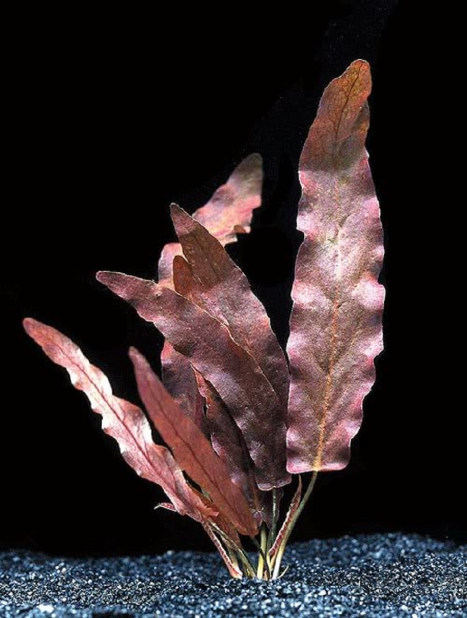 Барклайя длиннолистная Barclaya longifolia