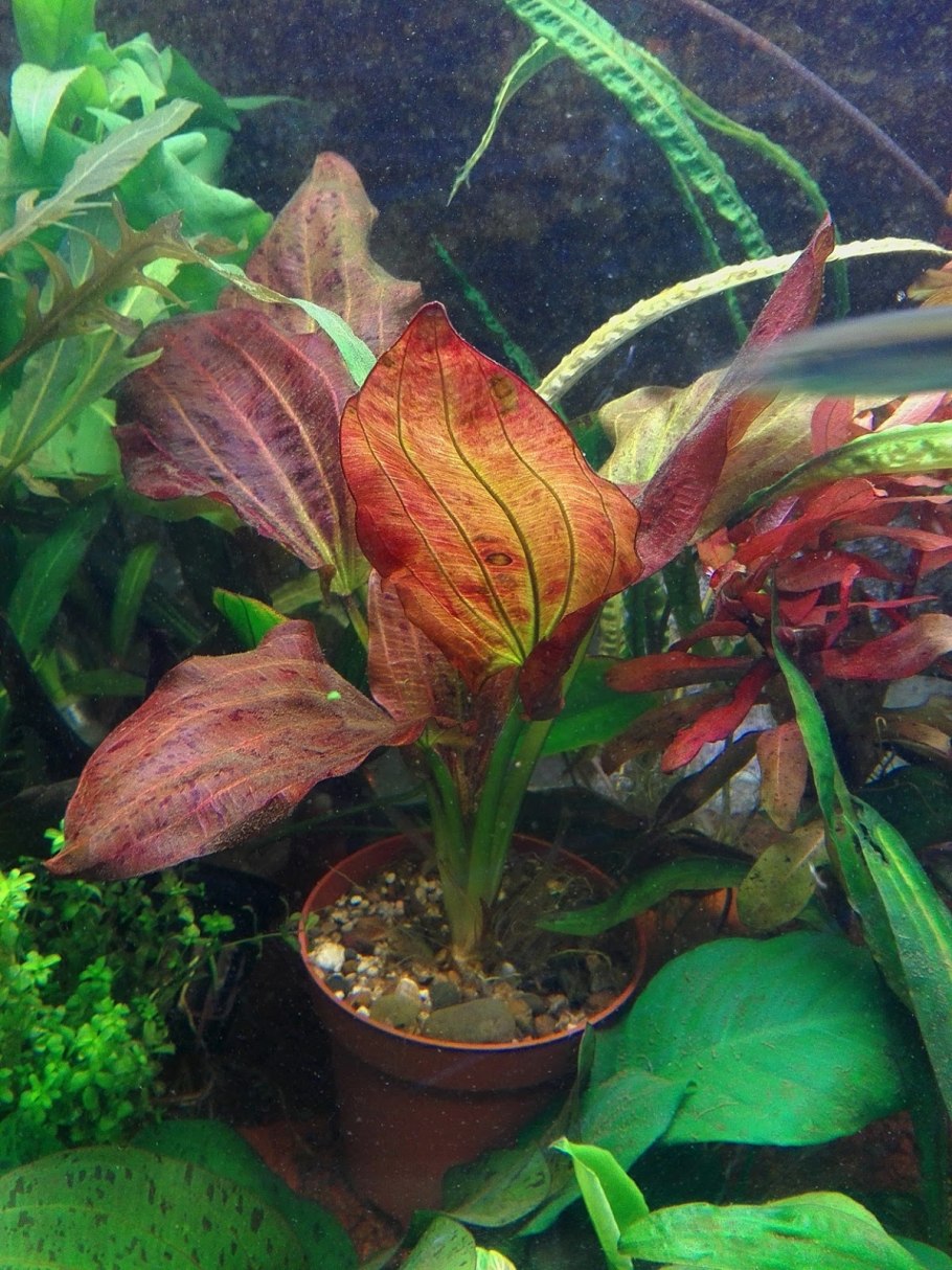 Bucephalandra SP. "Red Mini"