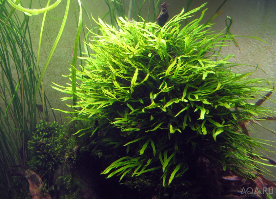 Лимнофила иппуроидес Limnophila hippuroides
