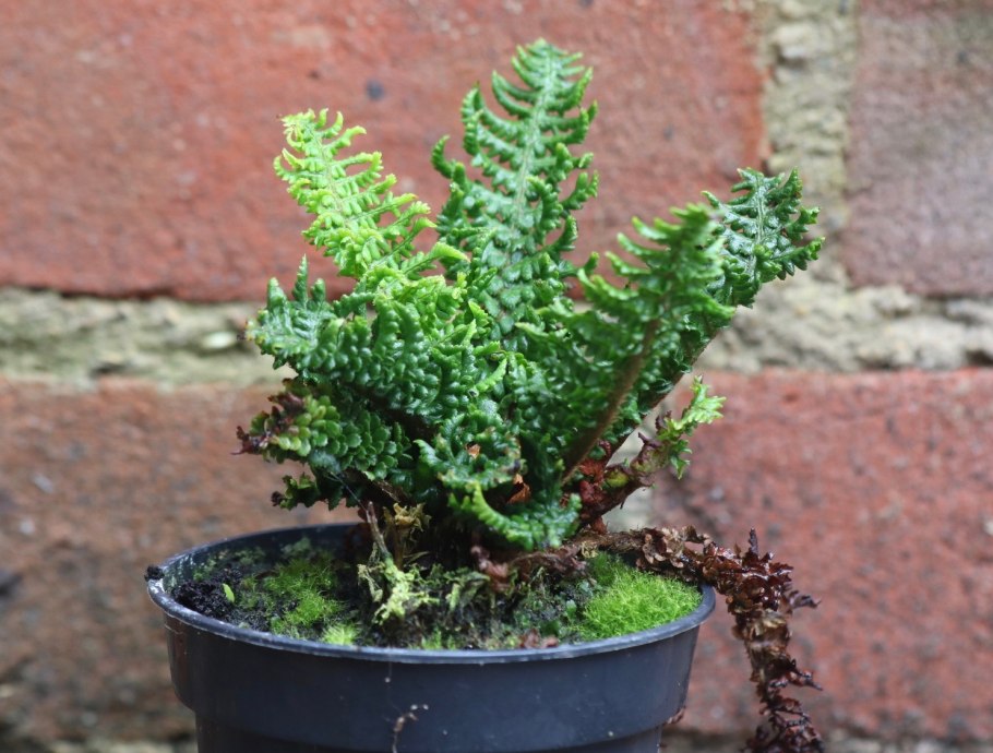 Щитовник родственный Криспа