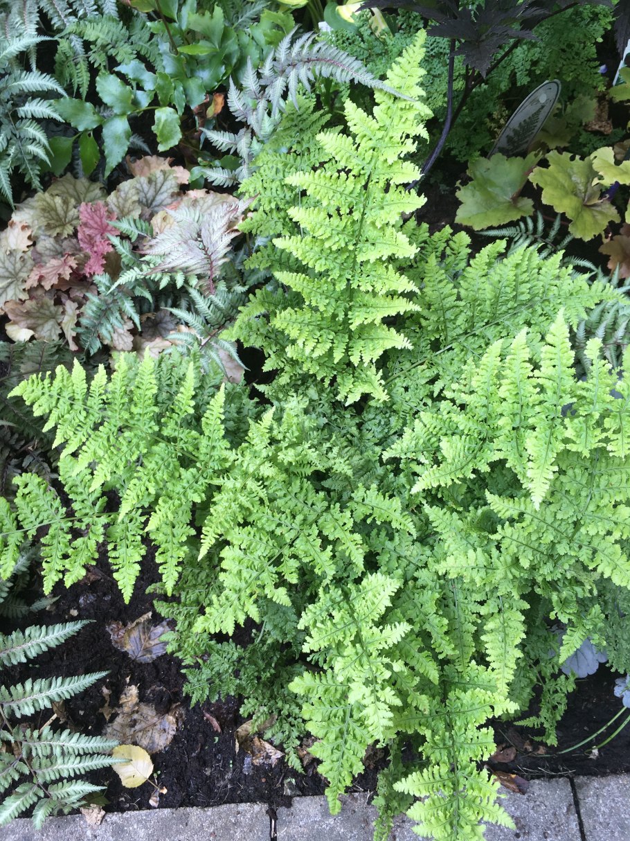 Кочедыжник Криспа Кристата